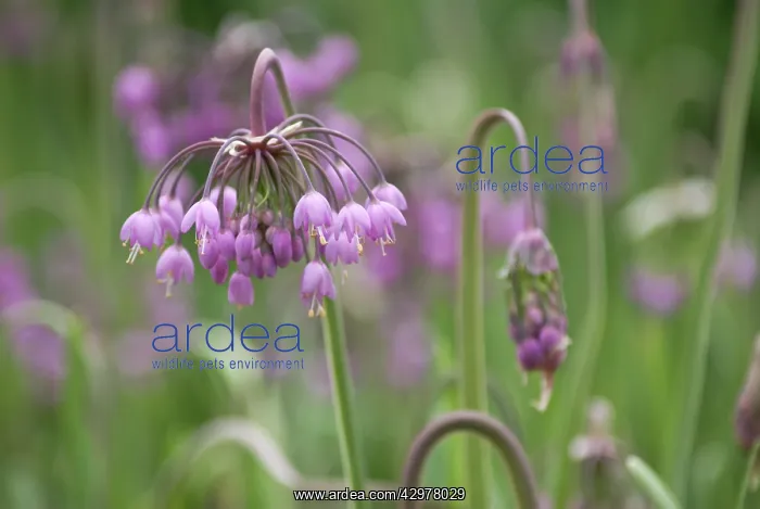 : Allium, Allium cernuum : Allium, Allium cernuum