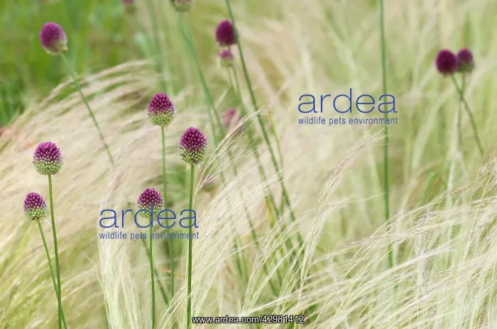 : Allium, Allium sphaerocephalon : Allium, Allium sphaerocephalon