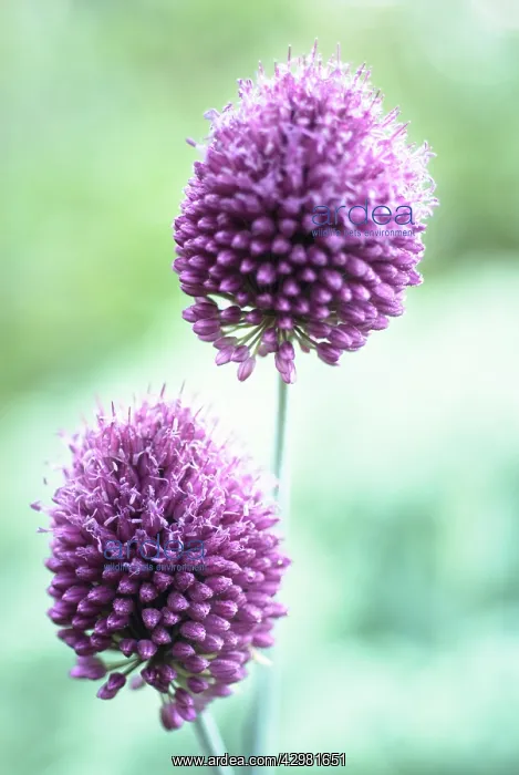 : Allium, Allium sphaerocephalon : Allium, Allium sphaerocephalon