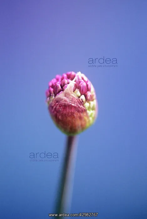 : Allium, Allium Hollandicum Purple sensation : Allium, Allium Hollandicum Purple sensation