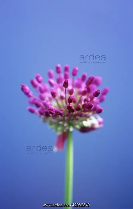 : Allium, Allium Hollandicum Purple sensation : Allium, Allium Hollandicum Purple sensation
