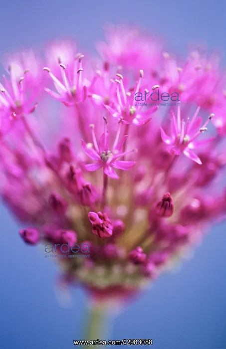 : Allium, Allium Hollandicum Purple sensation : Allium, Allium Hollandicum Purple sensation