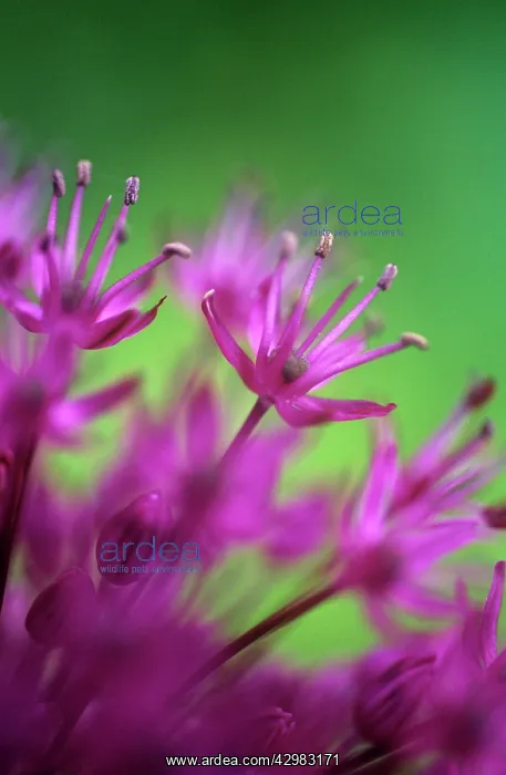 : Allium, Allium Hollandicum Purple sensation : Allium, Allium Hollandicum Purple sensation