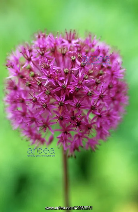 : Allium, Allium Hollandicum Purple sensation : Allium, Allium Hollandicum Purple sensation