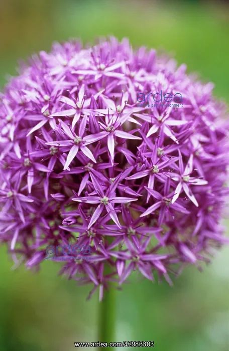 : Allium, Allium rosenbachianum : Allium, Allium rosenbachianum