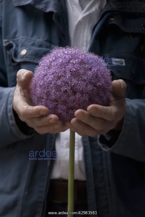 : Allium, Allium giganteum : Allium, Allium giganteum