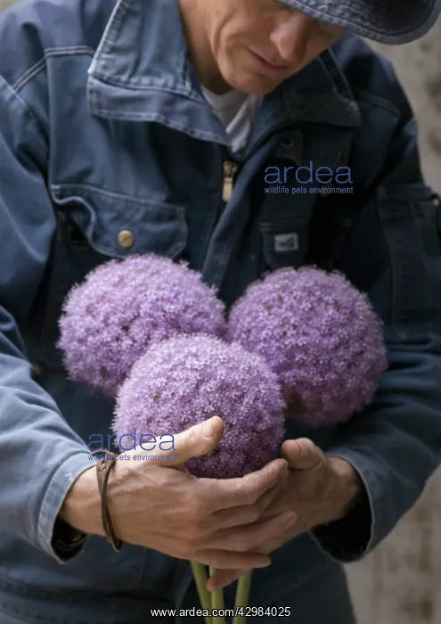 : Allium, Allium giganteum : Allium, Allium giganteum