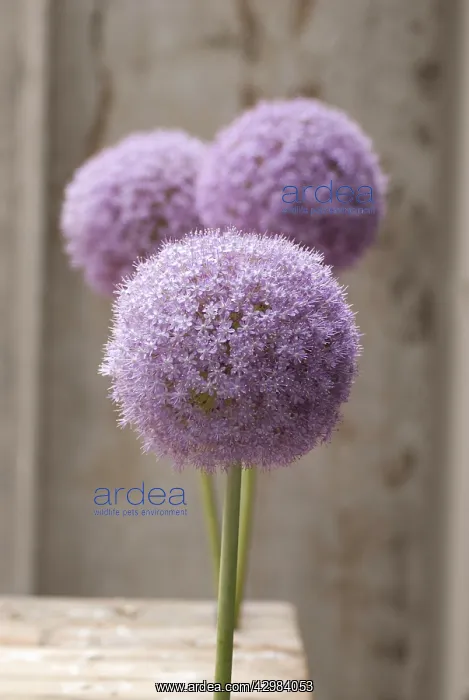 : Allium, Allium giganteum : Allium, Allium giganteum