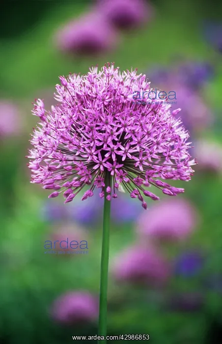 : Allium, Allium rosenbachianum : Allium, Allium rosenbachianum