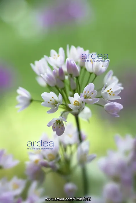 : Allium, Allium neapolitanum : Allium, Allium neapolitanum