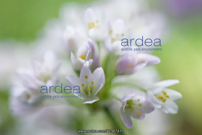 : Allium, Allium neapolitanum : Allium, Allium neapolitanum