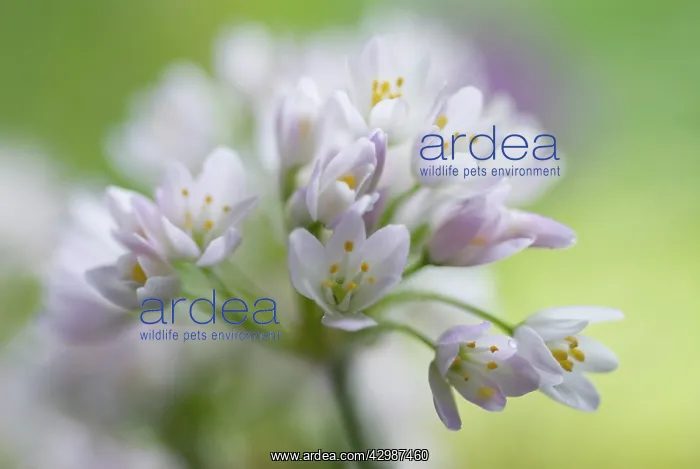 : Allium, Allium neapolitanum : Allium, Allium neapolitanum