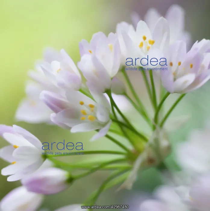 : Allium, Allium neapolitanum : Allium, Allium neapolitanum