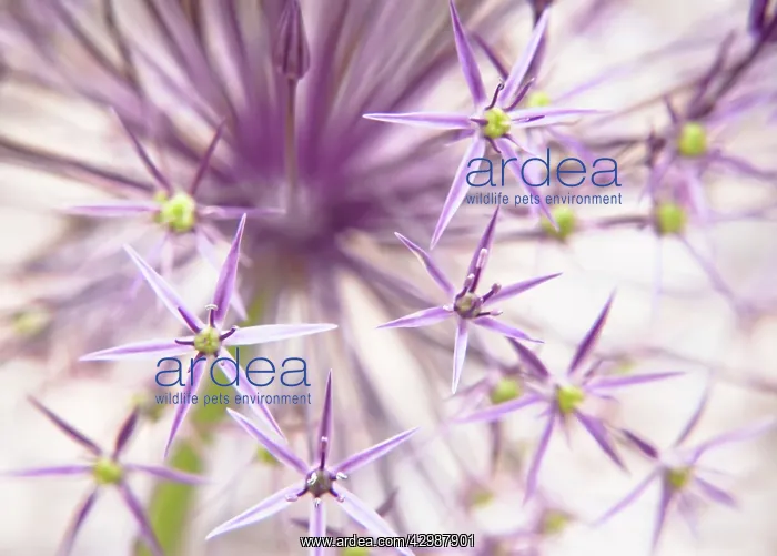 : Allium, Allium cristophii : Allium, Allium cristophii