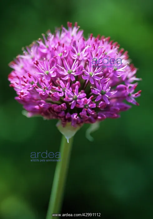 : Allium, Allium rosenbachianum : Allium, Allium rosenbachianum