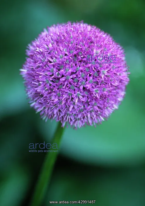 : Allium, Allium giganteum : Allium, Allium giganteum