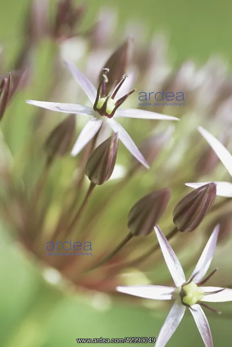 : Allium, Allium cristophii : Allium, Allium cristophii