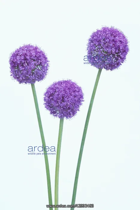 : Allium, Allium Globemaster : Allium, Allium Globemaster