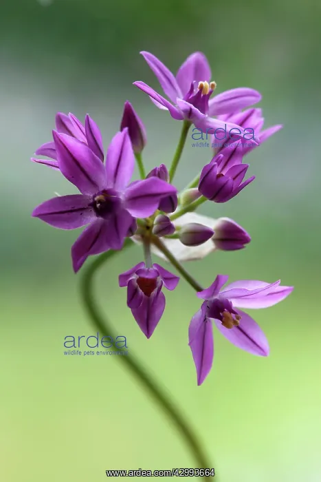 : Allium. Flower head of Allium oreophilum on curving stem with cluster of open flowers : Allium. Flower head of Allium oreophilum on curving stem with cluster of open flowers