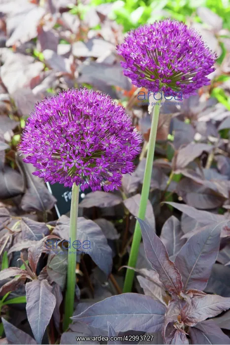 : Allium Hollandicum Purple Sensation growing together with dark foliage : Allium Hollandicum Purple Sensation growing together with dark foliage
