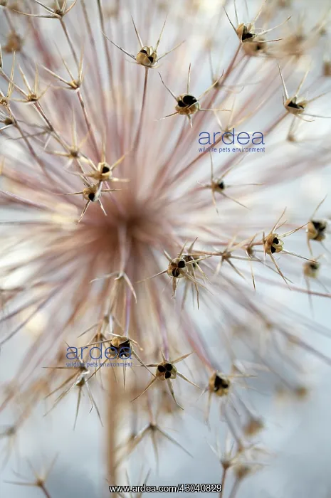 : Allium, Allium cristophii : Allium, Allium cristophii
