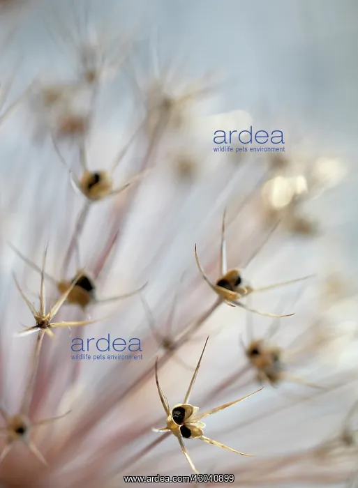 : Allium, Allium cristophii : Allium, Allium cristophii