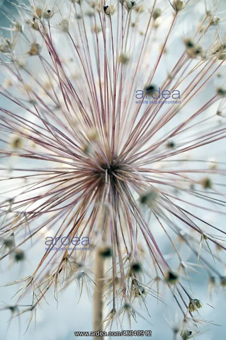 : Allium, Allium cristophii : Allium, Allium cristophii