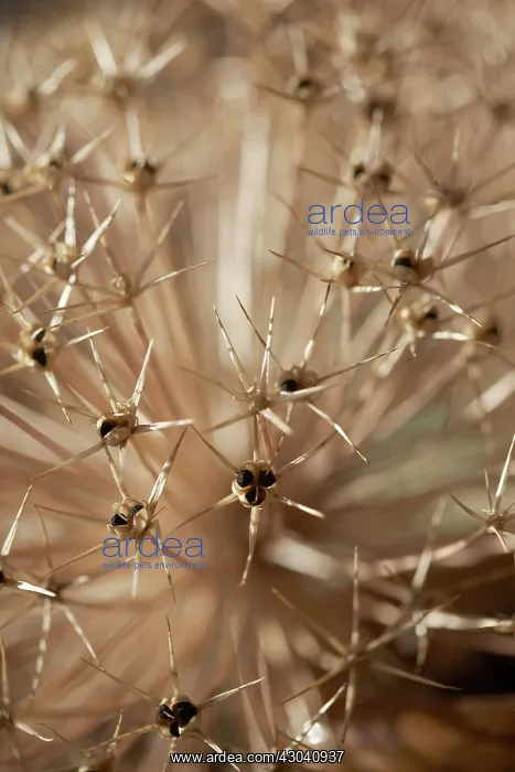 : Allium, Allium cristophii : Allium, Allium cristophii