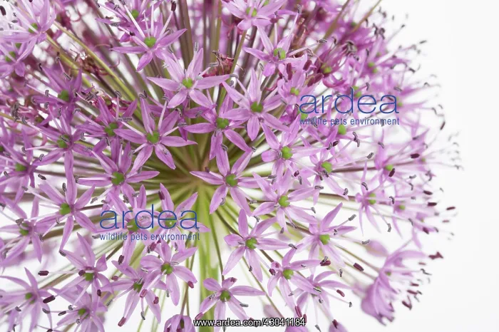  : Allium, Allium Hollandicum Purple sensation