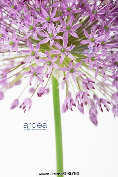 : Allium, Allium Hollandicum Purple sensation : Allium, Allium Hollandicum Purple sensation