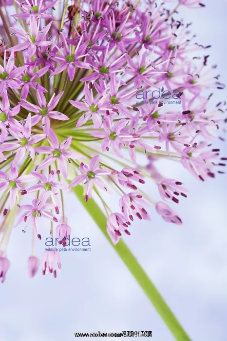 : Allium, Allium Hollandicum Purple sensation : Allium, Allium Hollandicum Purple sensation