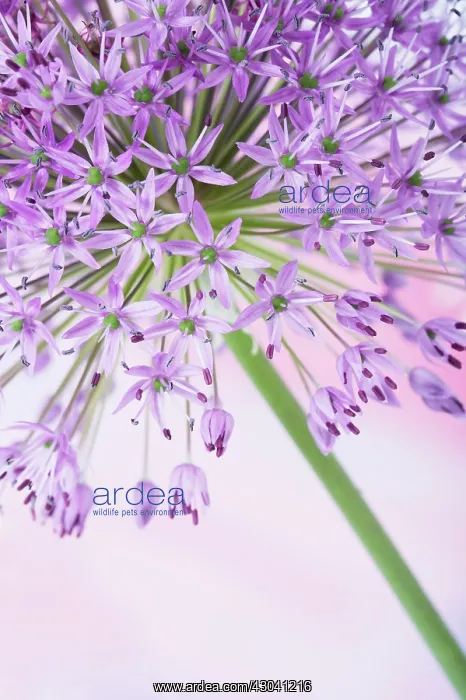 : Allium, Allium Hollandicum Purple sensation : Allium, Allium Hollandicum Purple sensation