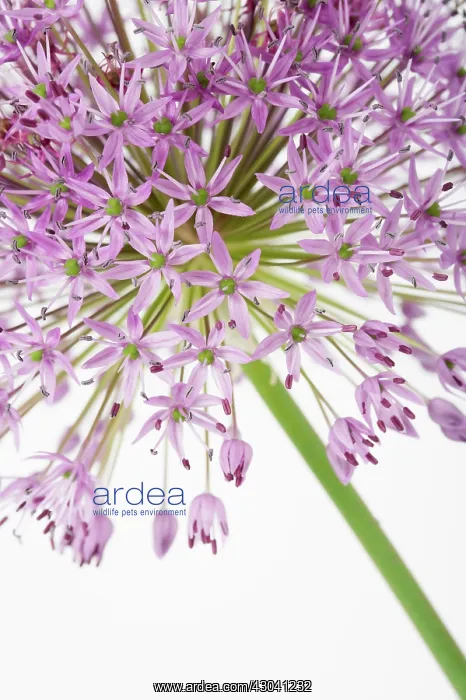 : Allium, Allium Hollandicum Purple sensation : Allium, Allium Hollandicum Purple sensation