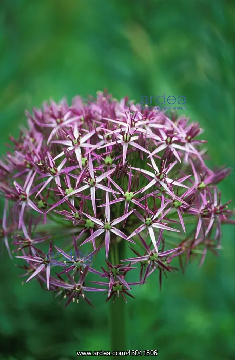 : Allium, Allium cristophii : Allium, Allium cristophii