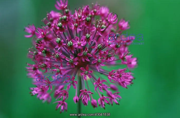 : Allium, Allium Hollandicum Purple sensation : Allium, Allium Hollandicum Purple sensation