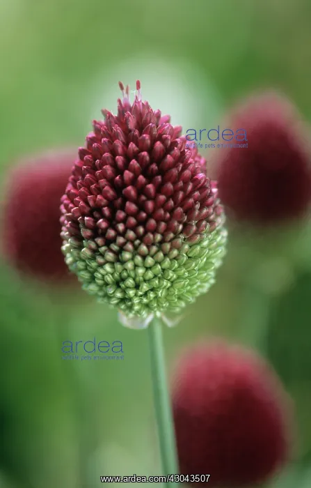 : Allium, Allium scorodoprasum : Allium, Allium scorodoprasum