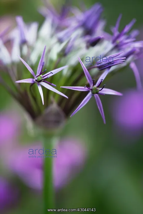 : Allium, Allium cristophii : Allium, Allium cristophii