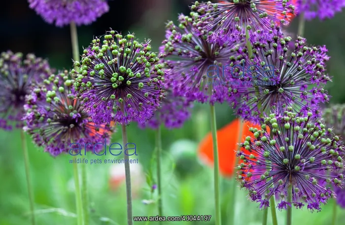 : Allium, Allium Globemaster : Allium, Allium Globemaster