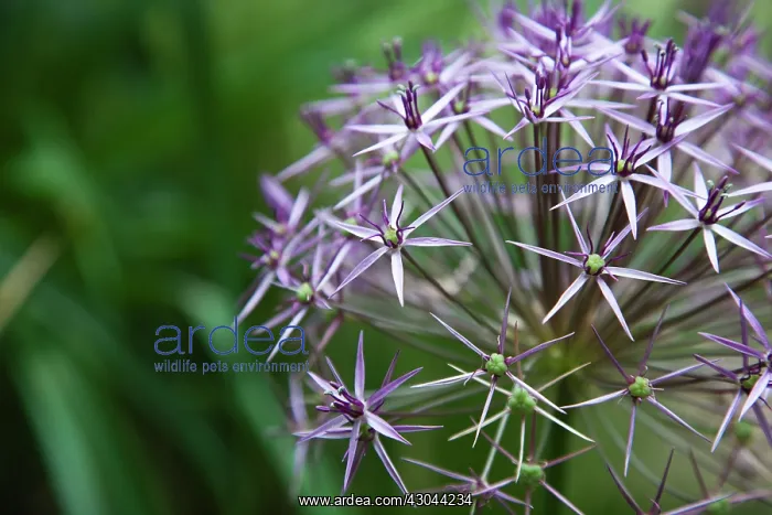 : Allium christophii. Close cropped detail of spherical umbel of star shaped flowers : Allium christophii. Close cropped detail of spherical umbel of star shaped flowers