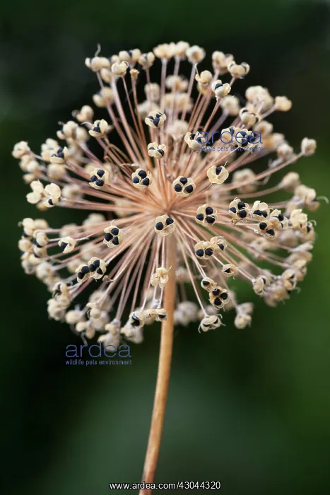 : Allium, Allium Hollandicum Purple Sensation : Allium, Allium Hollandicum Purple Sensation