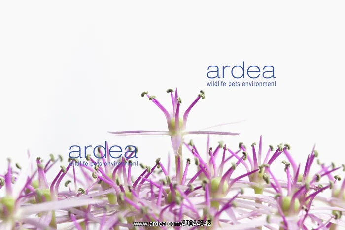 : Allium, Allium christophii : Allium, Allium christophii