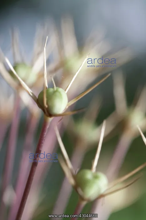 : Allium, Allium cristophii : Allium, Allium cristophii