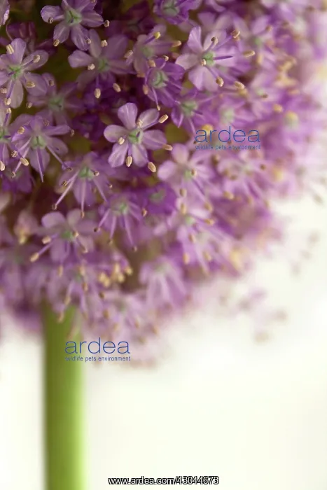 : Allium, Allium Hollandicum Purple sensation : Allium, Allium Hollandicum Purple sensation
