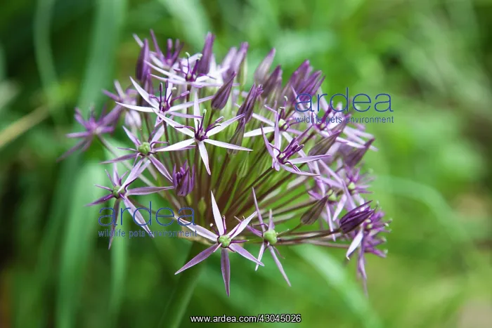 : Allium christophii. Close view of spherical umbel of star shaped flowers : Allium christophii. Close view of spherical umbel of star shaped flowers
