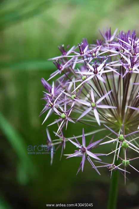 : Allium christophii. Close cropped detail of spherical umbel of star shaped flowers : Allium christophii. Close cropped detail of spherical umbel of star shaped flowers