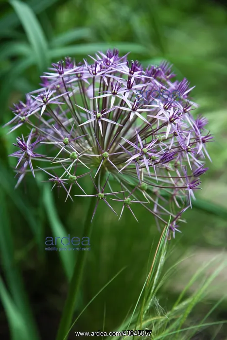 : Allium christophii. Close view of spherical umbel of star shaped flowers : Allium christophii. Close view of spherical umbel of star shaped flowers