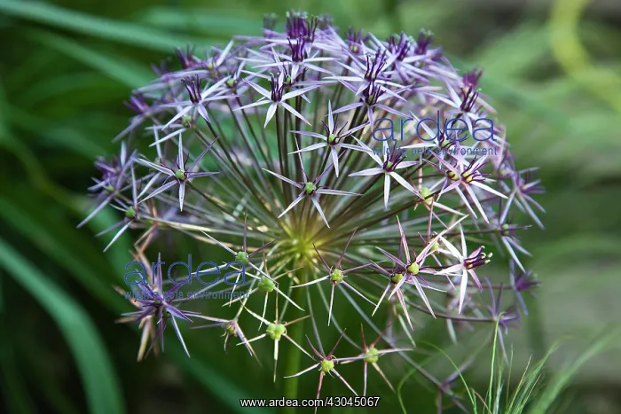 : Allium christophii. Close cropped view of spherical umbel of star shaped flowers : Allium christophii. Close cropped view of spherical umbel of star shaped flowers