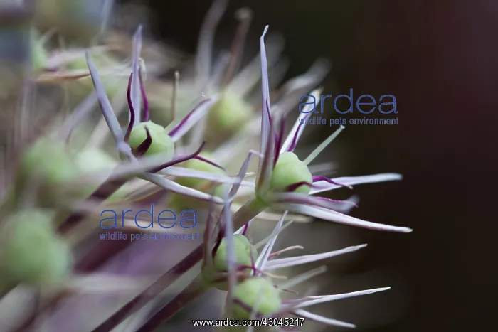 : Allium, Allium christophii : Allium, Allium christophii