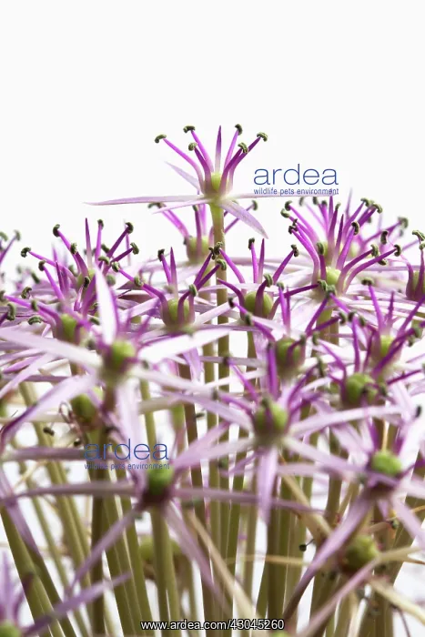 : Allium, Allium christophii : Allium, Allium christophii