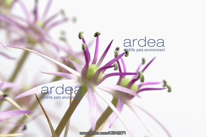 : Allium, Allium christophii : Allium, Allium christophii